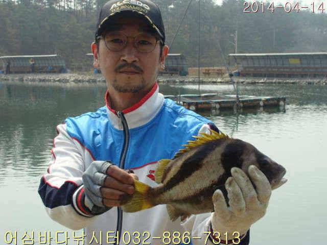 4월 14일 어심바다낚시터 조황사진 (유료터정보 - 유료터점주조황)