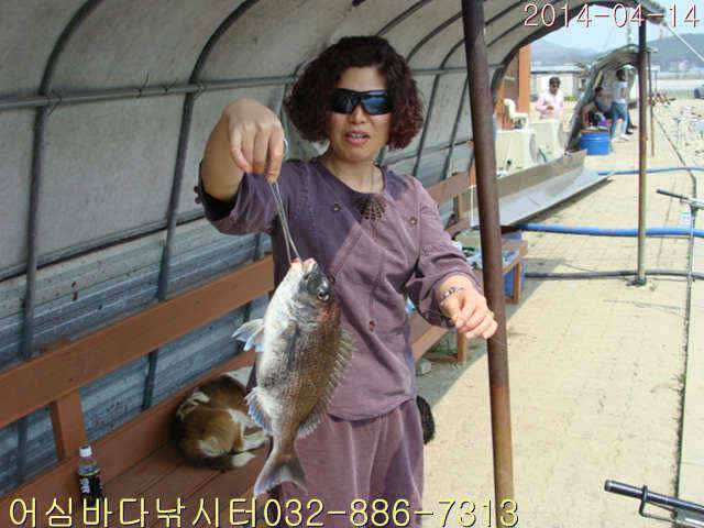 4월 14일 어심바다낚시터 조황사진 (유료터정보 - 유료터점주조황)