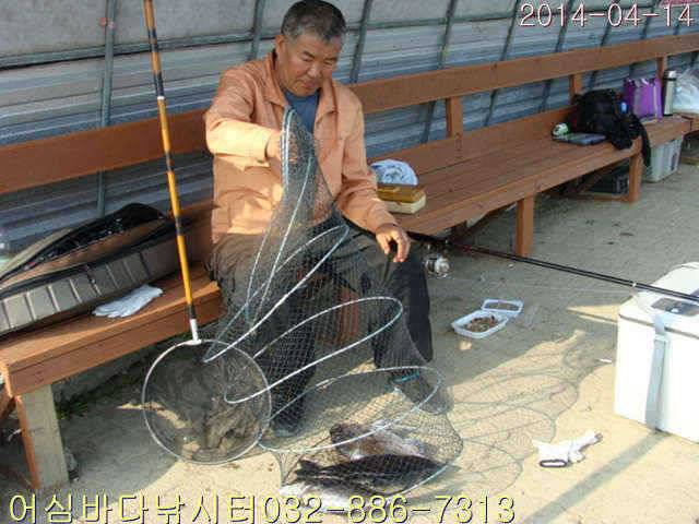 4월 14일 어심바다낚시터 조황사진 (유료터정보 - 유료터점주조황)