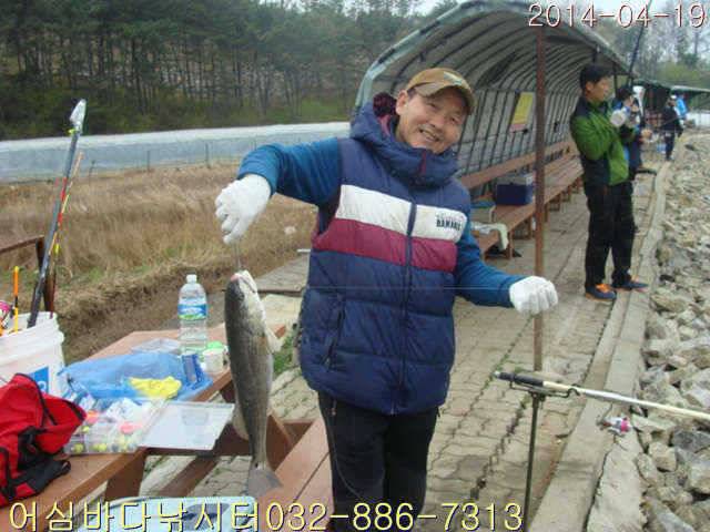 4월 19일 어심바다낚시터 조황사진 및 부시리방류 연장공지 (유료터정보 - 유료터점주조황)