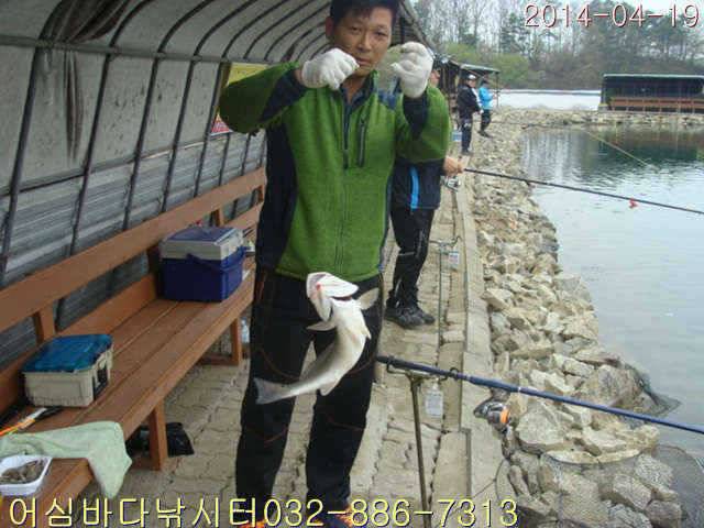 4월 19일 어심바다낚시터 조황사진 및 부시리방류 연장공지 (유료터정보 - 유료터점주조황)