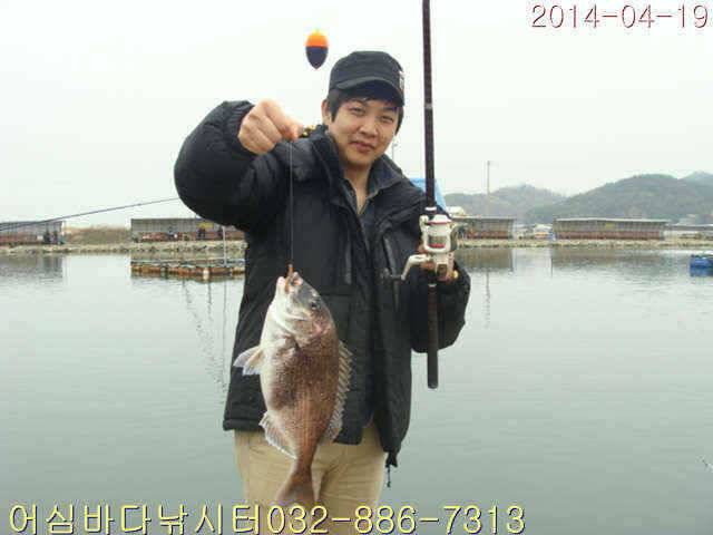 4월 19일 어심바다낚시터 조황사진 및 부시리방류 연장공지 (유료터정보 - 유료터점주조황)