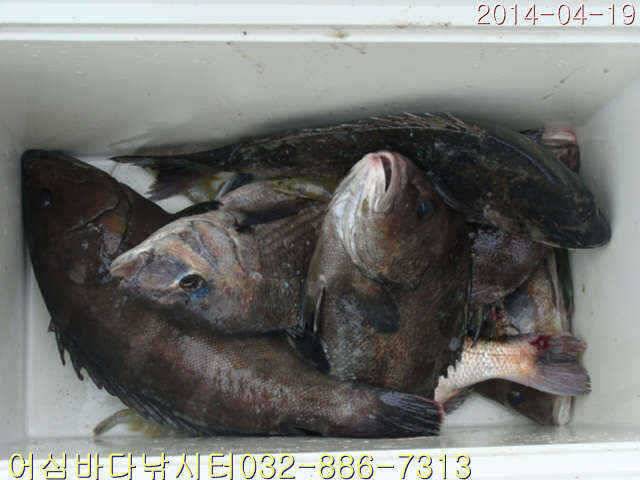 4월 19일 어심바다낚시터 조황사진 및 부시리방류 연장공지 (유료터정보 - 유료터점주조황)