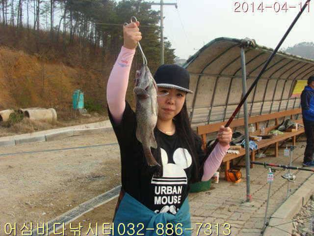 4월 11일 어심바다낚시터 조황사진 (유료터정보 - 유료터점주조황)
