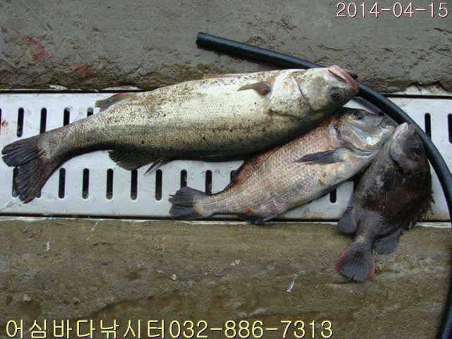 4월 1516일 어심바다낚시터 조황사진 (유료터정보 - 유료터점주조황)