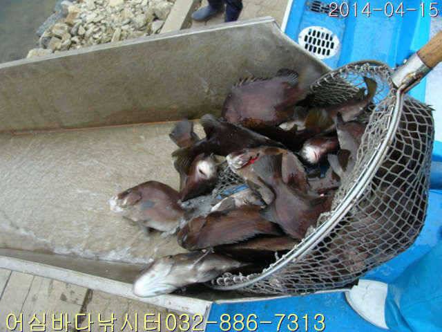 4월 1516일 어심바다낚시터 조황사진 (유료터정보 - 유료터점주조황)