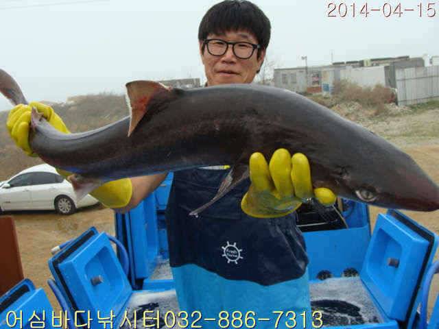 4월 1516일 어심바다낚시터 조황사진 (유료터정보 - 유료터점주조황)