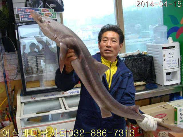 4월 1516일 어심바다낚시터 조황사진 (유료터정보 - 유료터점주조황)