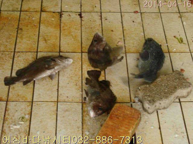 4월 1516일 어심바다낚시터 조황사진 (유료터정보 - 유료터점주조황)