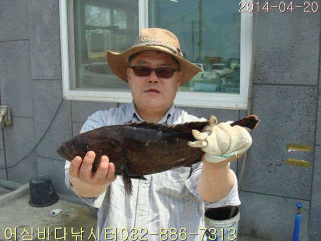 어심바다낚시터 4월 20일 조황사진 및 부시리방류 공지 (유료터정보 - 유료터점주조황)