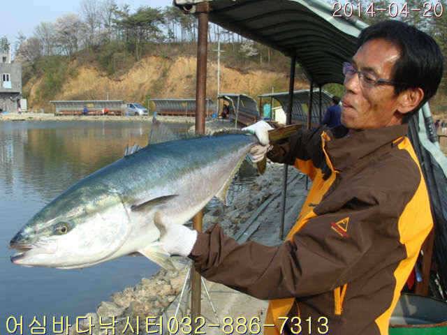 어심바다낚시터 4월 20일 조황사진 및 부시리방류 공지 (유료터정보 - 유료터점주조황)