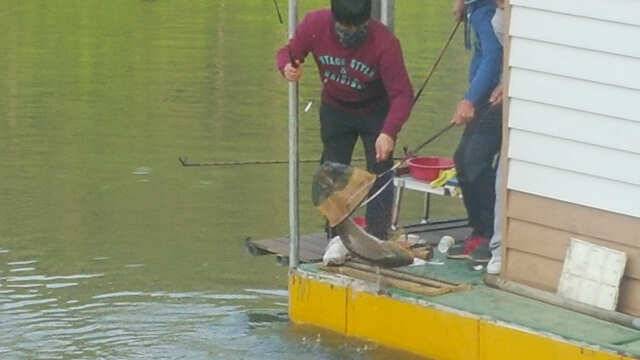 물 맑고 힘 좋은 용인 삼인 낚시터 (유료터정보 - 유료터점주조황)
