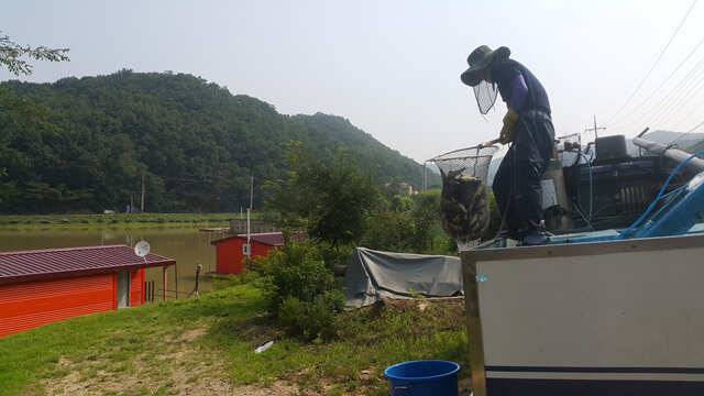 물 맑고 힘 좋은 용인 삼인 낚시터 (유료터정보 - 유료터점주조황)