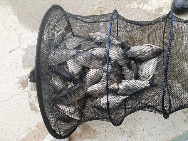 fish_pay_1bf7a_013224_28249.jpg