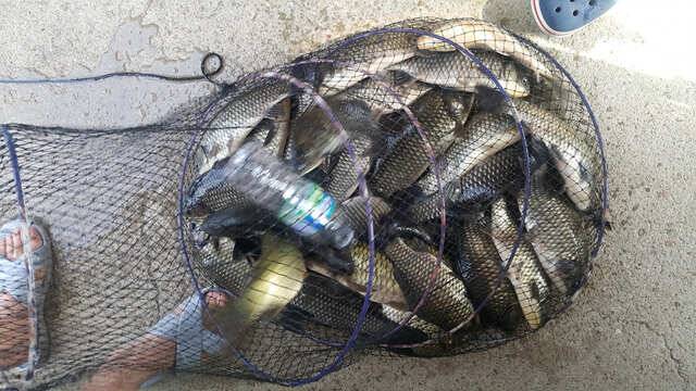 fish_pay_23ef1_022416_18622.jpg