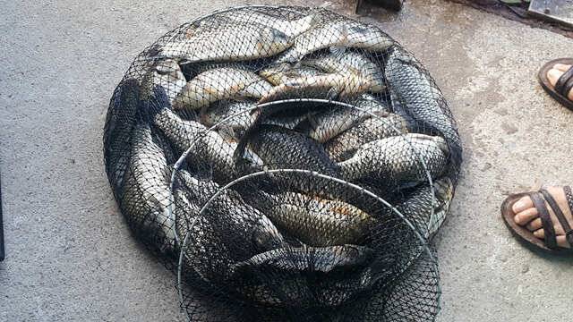 fish_pay_35965_031956_71891.jpg