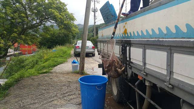 물 맑고 힘 좋은 용인 삼인낚시터용인 삼인낚시터 (유료터정보 - 유료터점주조황)