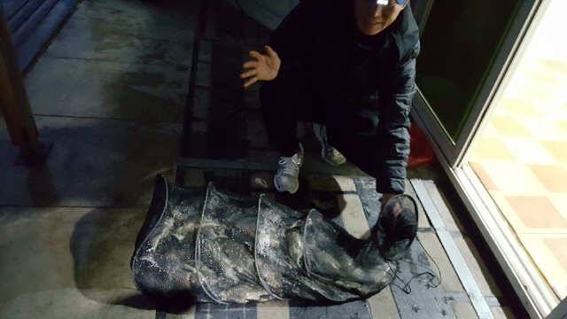 물 맑고 힘 좋은 용인 삼인 낚시터 조황용인 삼인낚시터 (유료터정보 - 유료터점주조황)