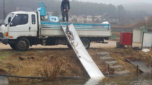 개장전 붕어 대량방류3월17일개장용인 삼인낚시터 (유료터정보 - 유료터점주조황)