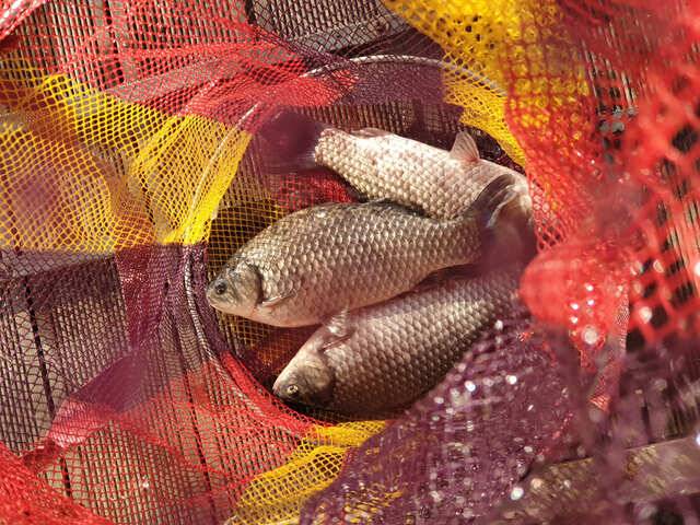 fish_pay_42804_102153_86104.jpg