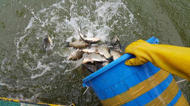 태풍피해 없으시길 바랍니다용인 삼인낚시터 (유료터정보 - 유료터점주조황)