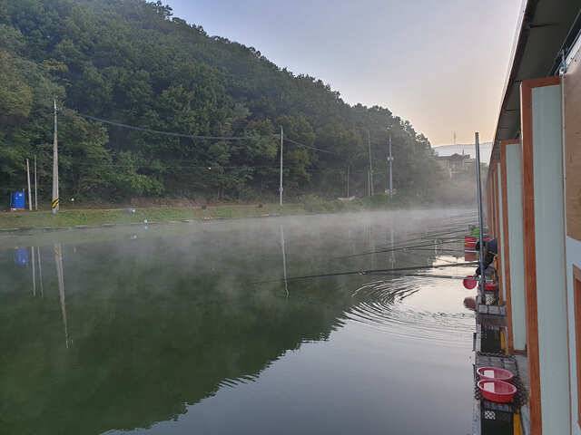 물 맑고 힘 좋은 용인 삼인 낚시터 조황용인 삼인낚시터 (유료터정보 - 유료터점주조황)
