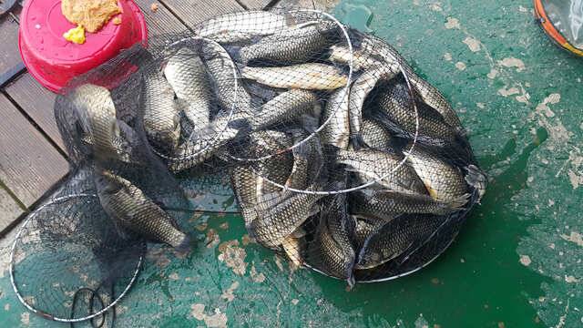 fish_pay_60520_022343_65719.jpg