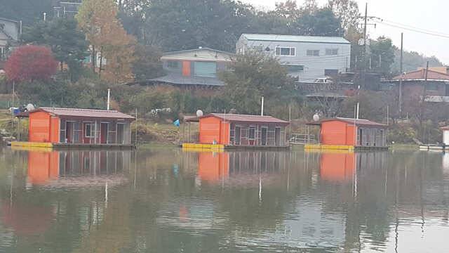 만추강추용인삼인낚시터 (유료터정보 - 유료터점주조황)