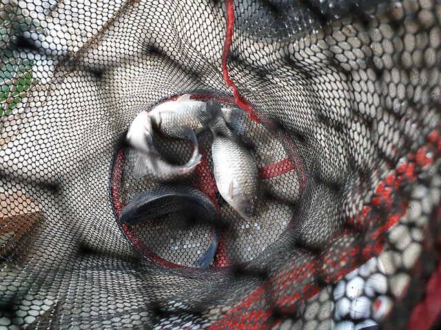 fish_pay_6c7a5_094852_54302.jpg