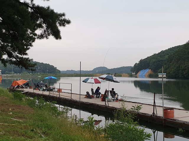 물 맑고 힘 좋은 용인 삼인 낚시터 조황용인 삼인낚시터 (유료터정보 - 유료터점주조황)