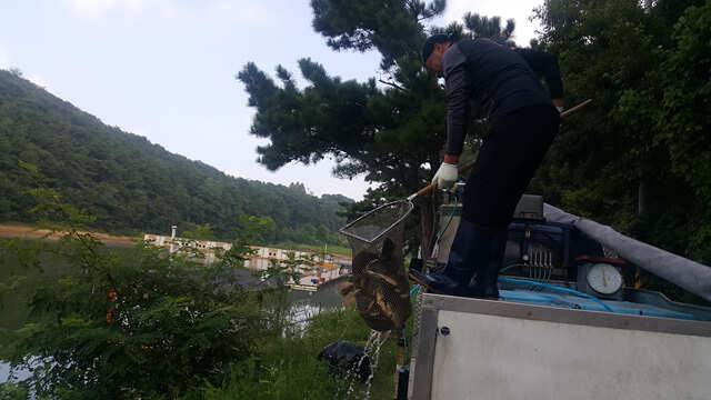 물 맑고 힘 좋은 용인 삼인 낚시터 조황용인 삼인낚시터 (유료터정보 - 유료터점주조황)