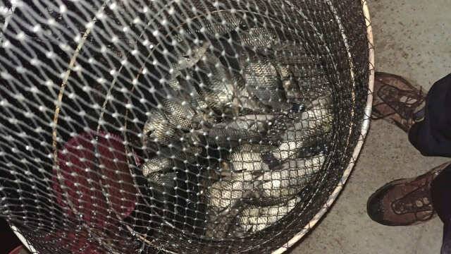 fish_pay_7e656_024714_10660.jpg