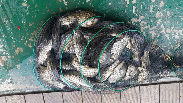 fish_pay_8e6eb_022337_54035.jpg