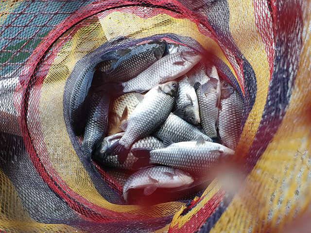 fish_pay_a02a3_013246_86838.jpg