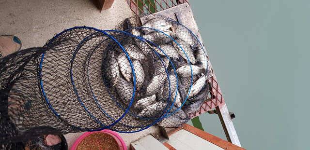 fish_pay_a2e58_013249_79541.jpg