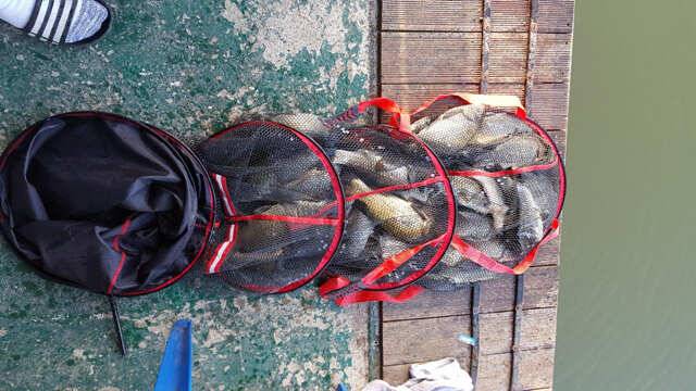 fish_pay_a5f02_031939_87817.jpg