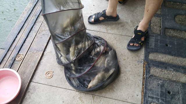 물 맑고 힘 좋은 용인 삼인 낚시터 조황용인 삼인낚시터 (유료터정보 - 유료터점주조황)