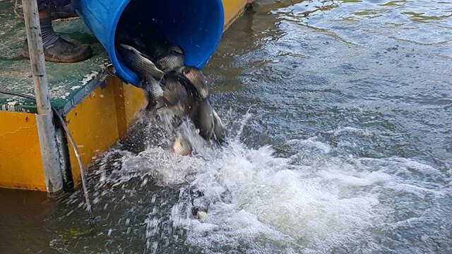 fish_pay_b4dbe_032109_89688.jpg