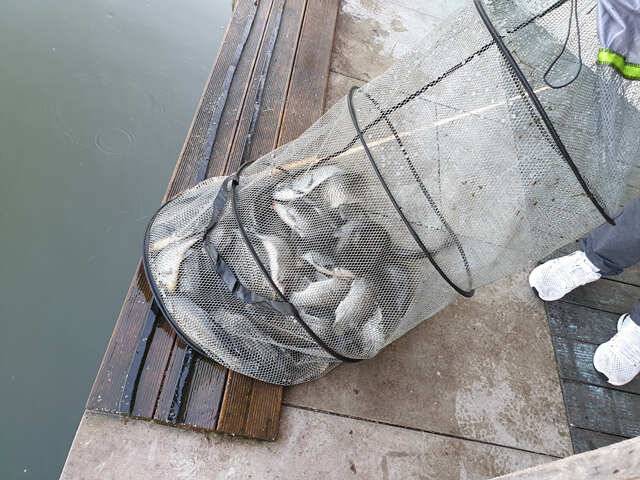 물 맑고 힘 좋은 용인 삼인 낚시터 조황용인 삼인낚시터 (유료터정보 - 유료터점주조황)