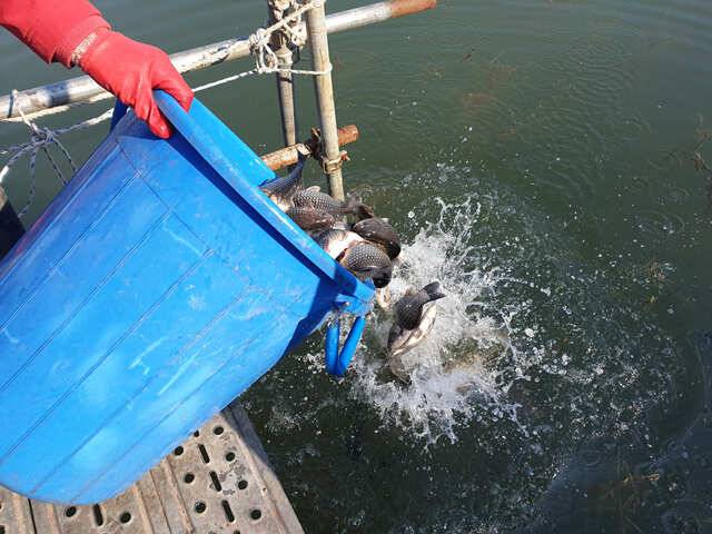fish_pay_c335c_010139_85854.jpg