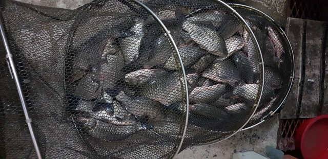fish_pay_c33b2_024708_41409.jpg