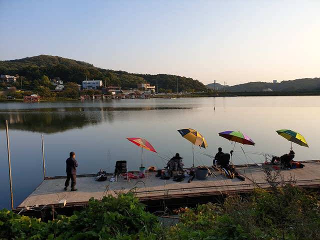용인 삼인낚시터 주말 조황용인삼인낚시터 (유료터정보 - 유료터점주조황)