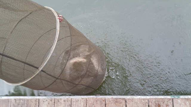 fish_pay_d1924_125553_75214.jpg