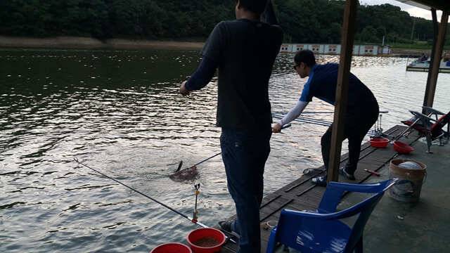 태풍피해 없으시길 바랍니다용인 삼인낚시터 (유료터정보 - 유료터점주조황)