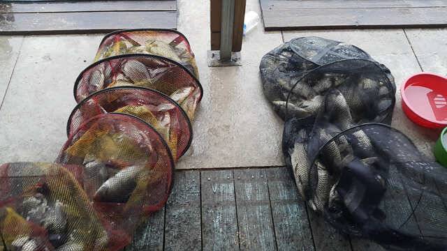 용인 삼인낚시터 주말조황용인 삼인 낚시터 (유료터정보 - 유료터점주조황)