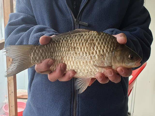 fish_pay_fdc1f_013236_41512.jpg