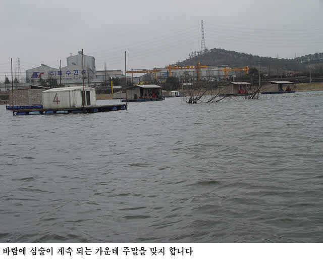 산란을 앞두고 움직임이 활발해 지고 (유료터정보 - 유료터점주조황)