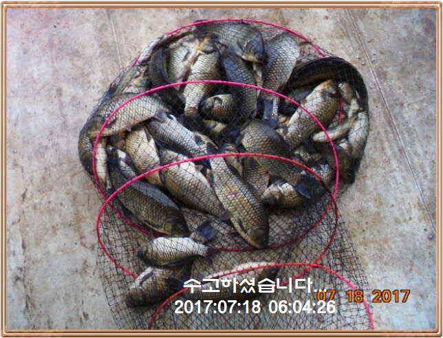 도심속의 작은 쉼터 화성 관리 낚시터입니다밤 밤 밤 대단합니다 (유료터정보 - 유료터점주조황)
