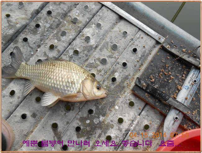 물 맑고 수심좋고 힘찬입질 관리터입니다4월19일 개장 11주년 행사 안내 (유료터정보 - 유료터점주조황)