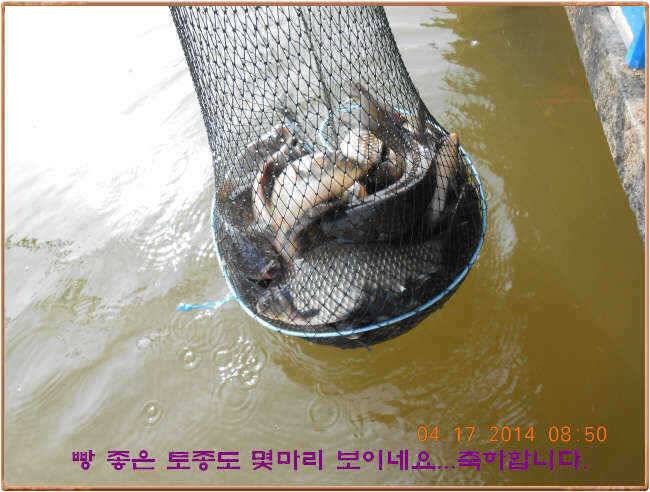 물 맑고 수심좋고 힘찬입질 관리터입니다삼가 고인의 명복을 빕니다 (유료터정보 - 유료터점주조황)